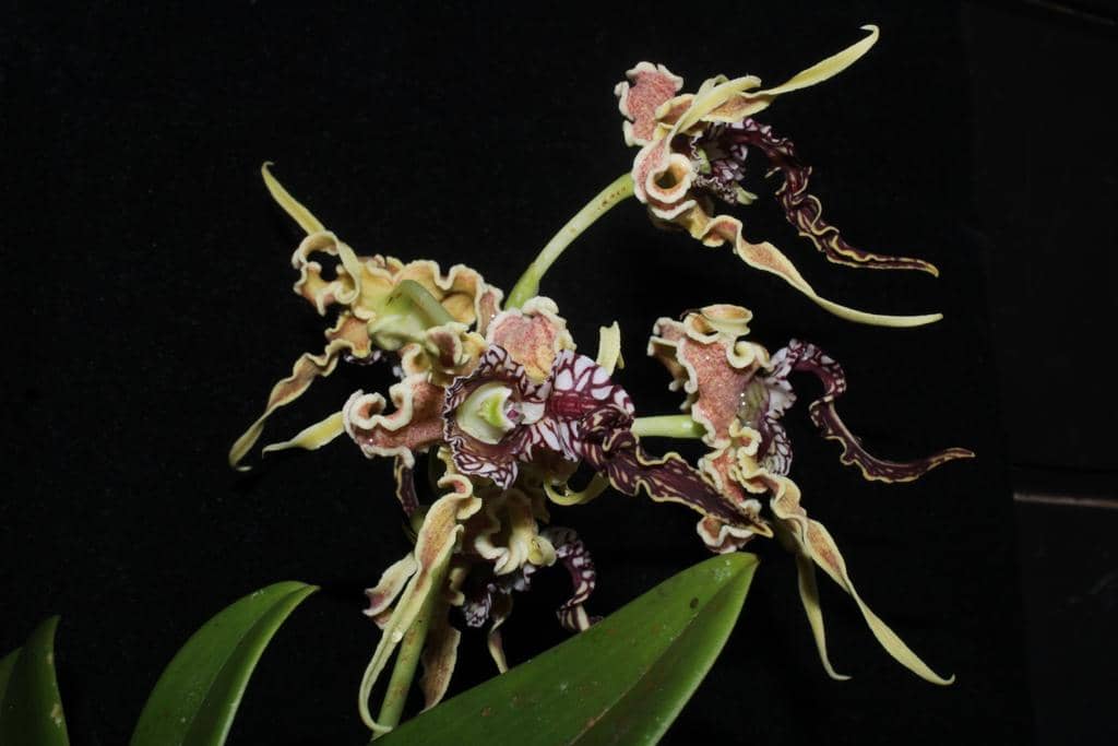 Bunga Dendrobium spectabile