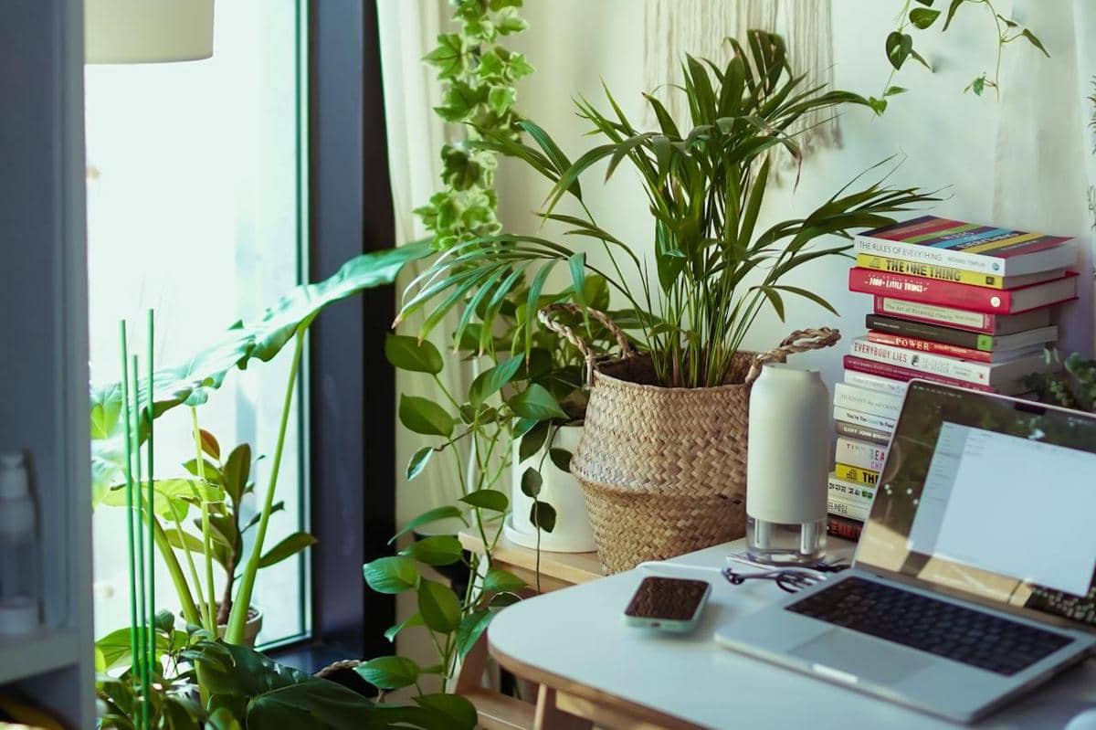 ilustrasi menaruh tanaman di area dengan sirkulasi udara yang baik 