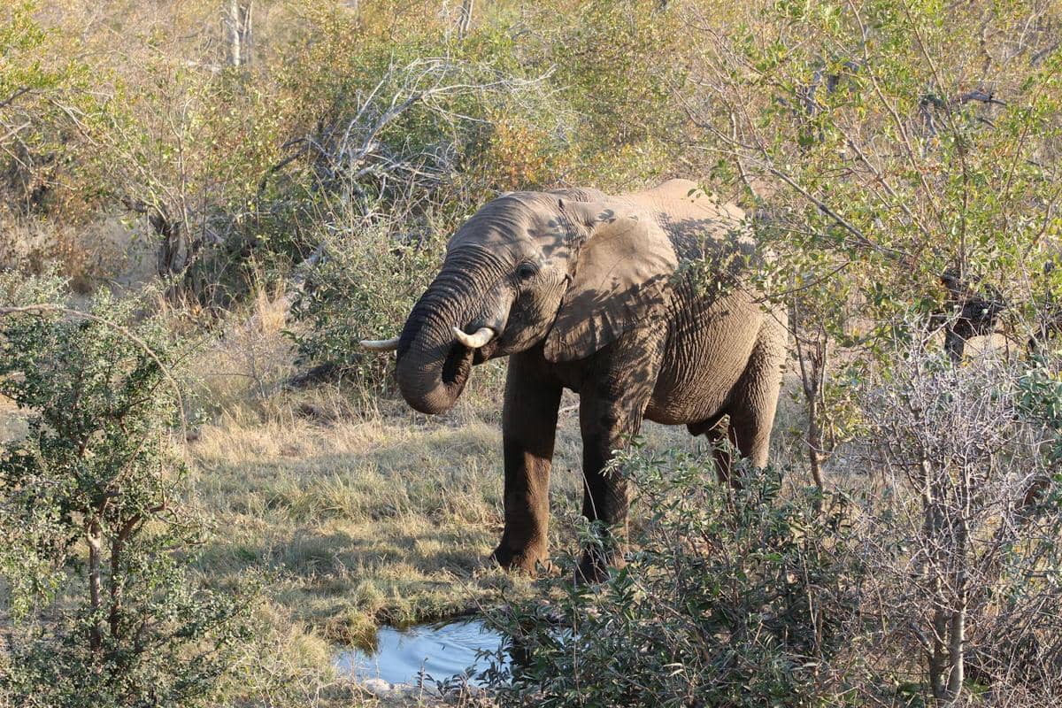 Seekor gajah Afrika berdiri di semak savana dekat genangan air, dengan belalai terangkat dan gading terlihat jelas di tengah vegetasi kering.