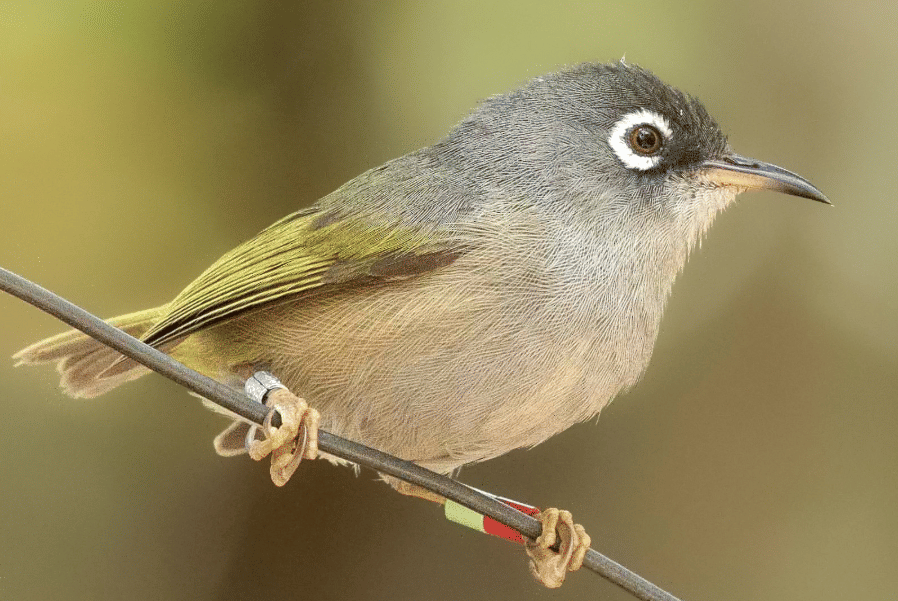 burung mauritius white eye
