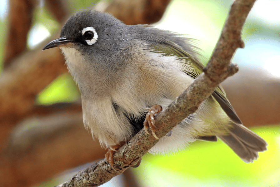 burung mauritius white eye