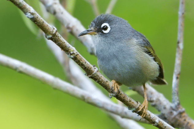 burung mauritius white eye