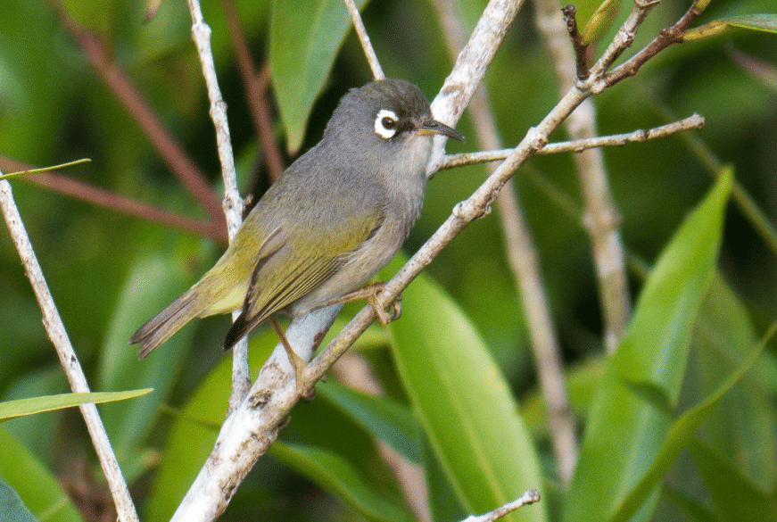 burung mauritius white eye