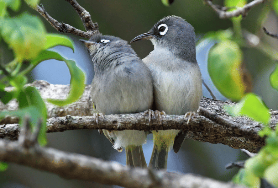 burung mauritius white eye