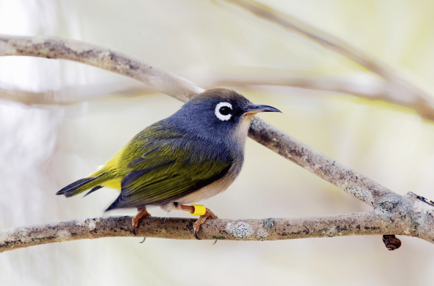 burung mauritius white eye