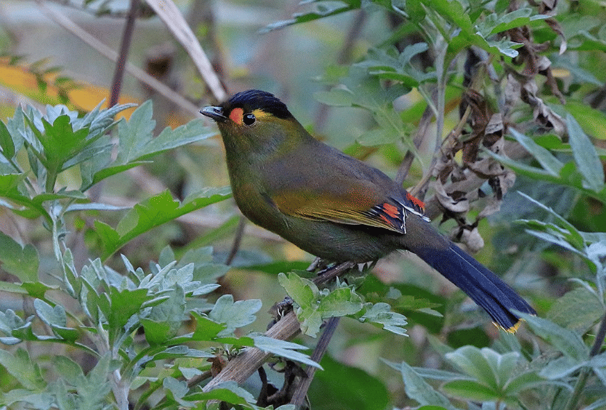 burung bugun liocichla