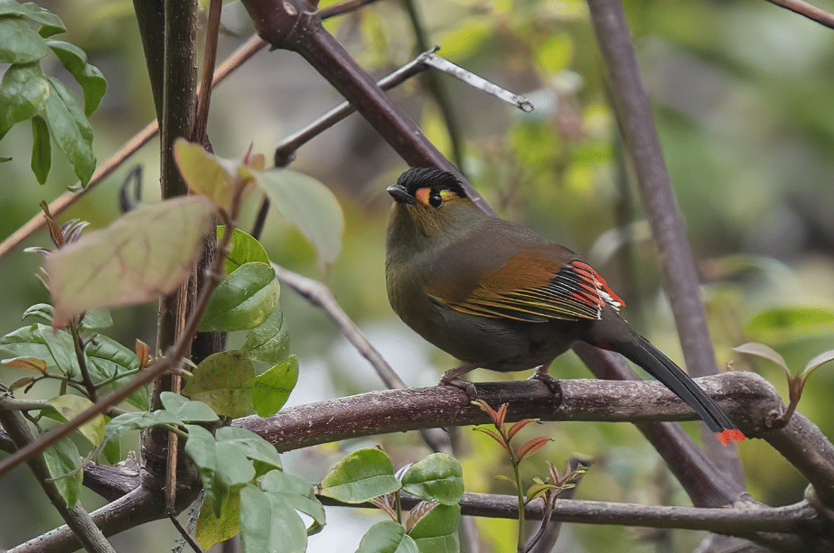 burung bugun liocichla