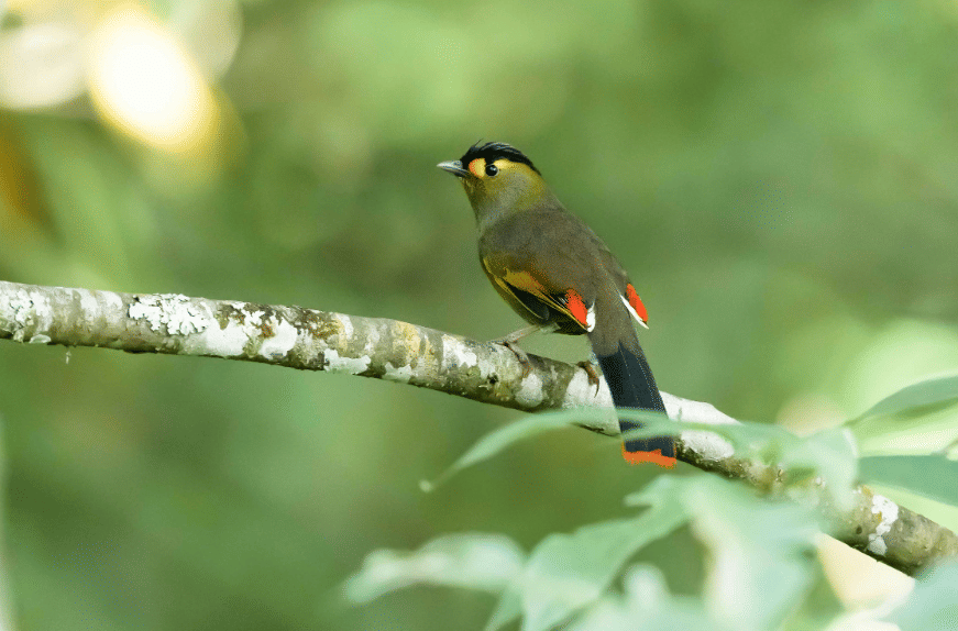burung bugun liocichla