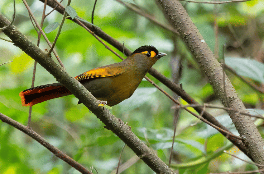 burung bugun liocichla
