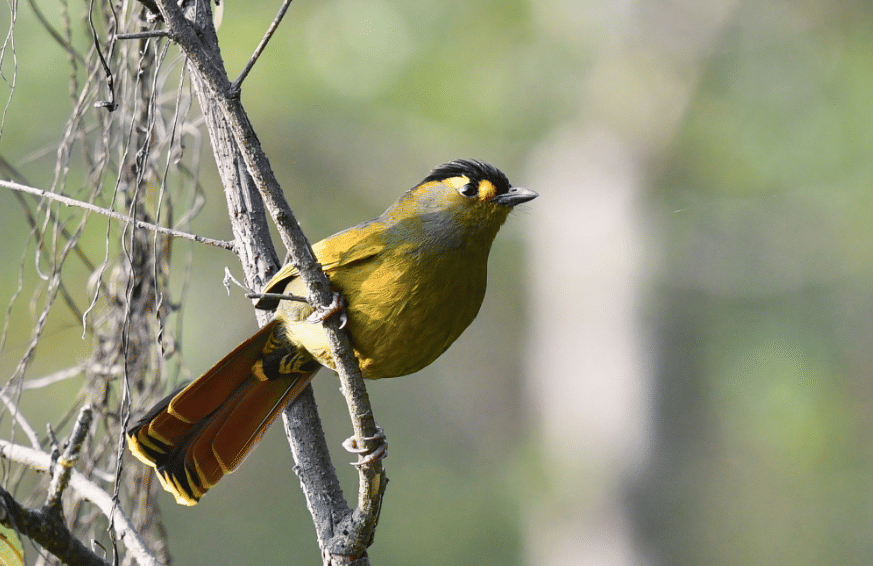 burung bugun liocichla