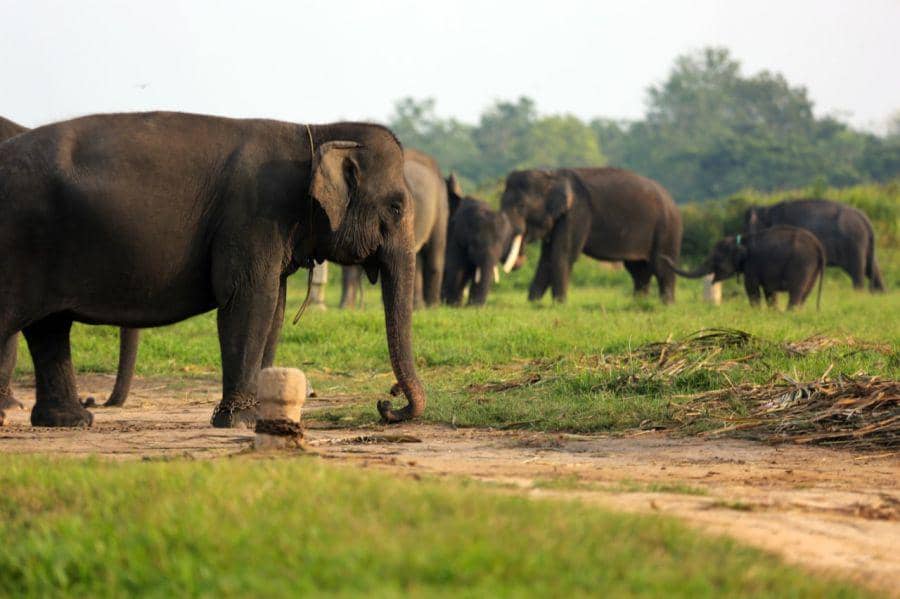Kawasan gajah konservasi di TNWK, Lampung Timur.