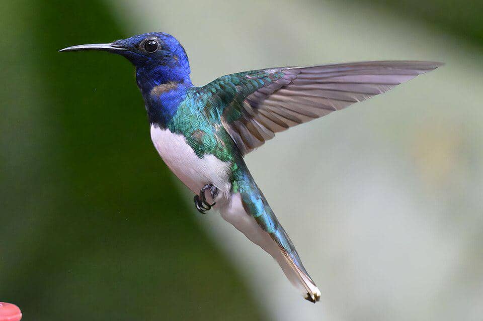 Burung White-necked jacobin