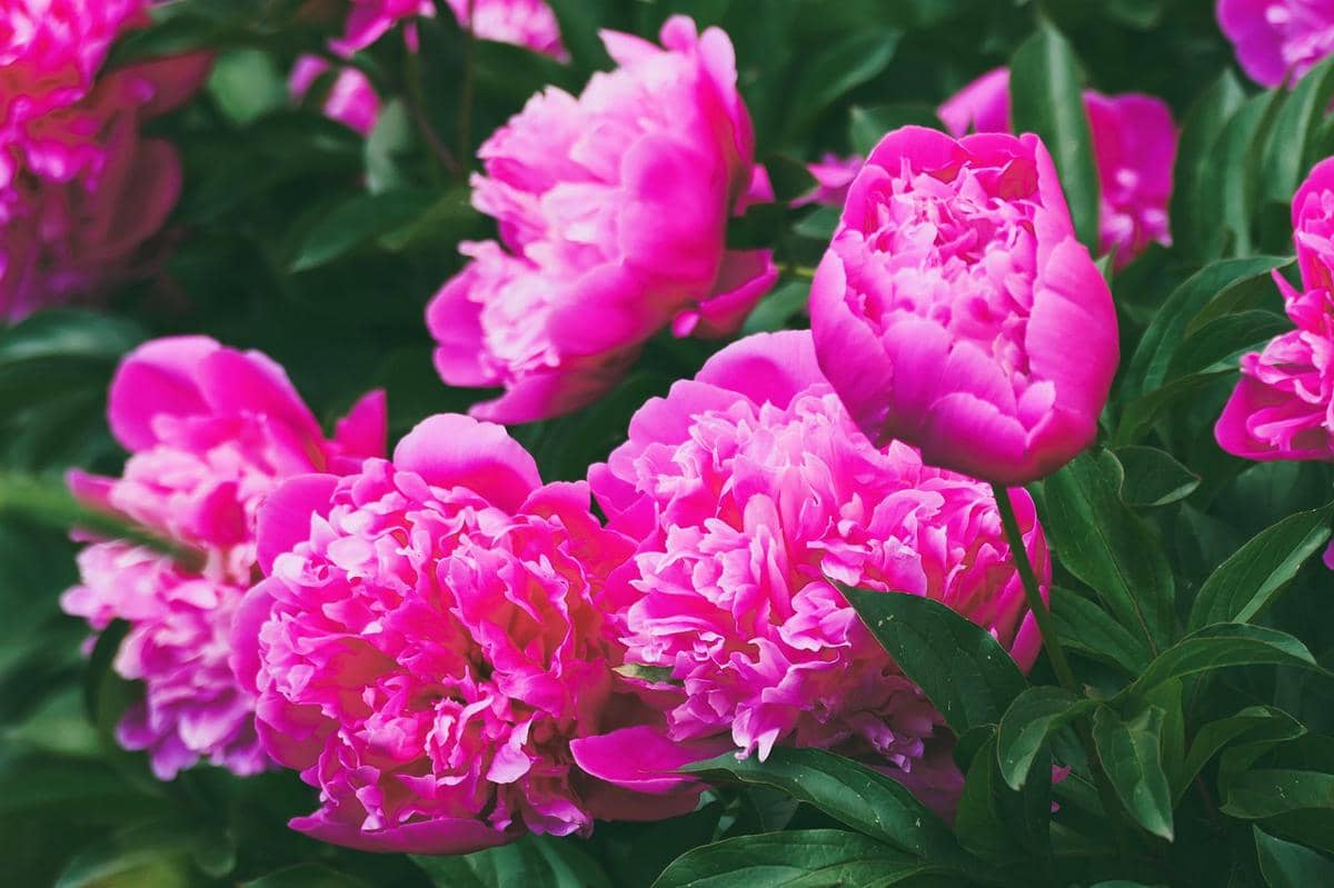 Ilustrasi notes piony