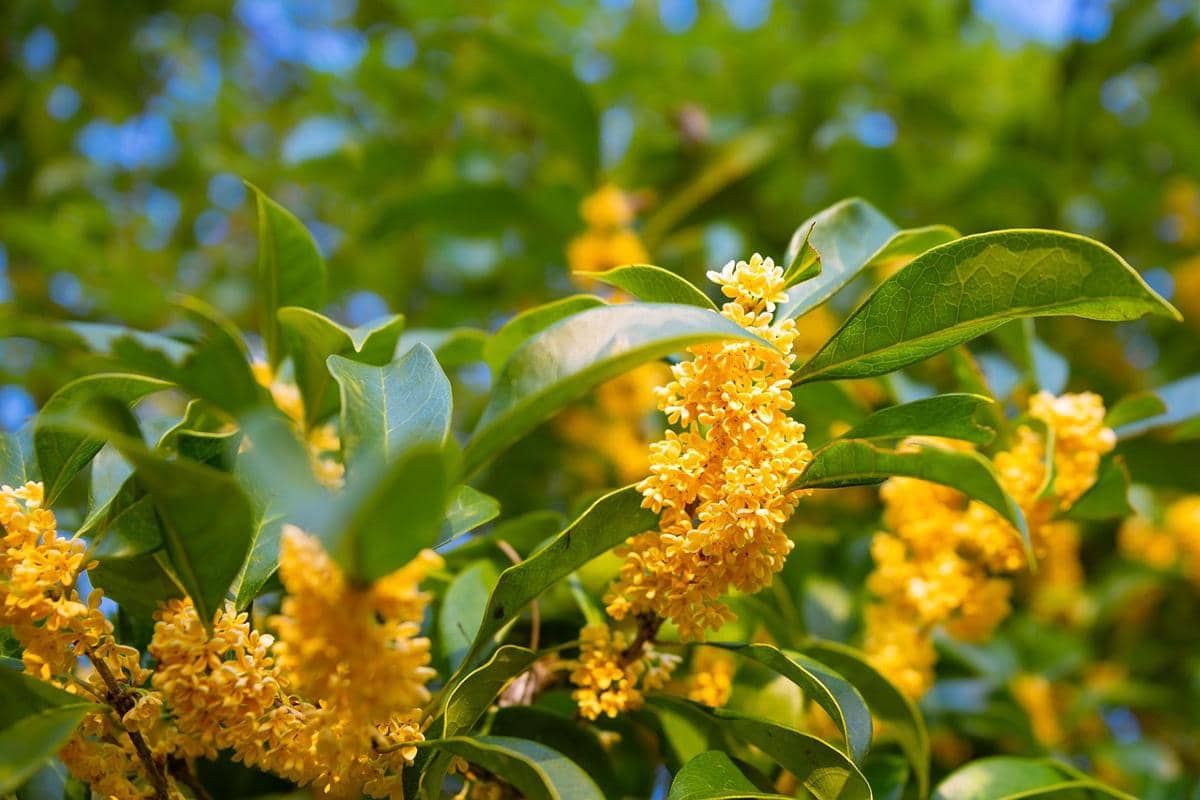 Ilustrasi notes osmanthus