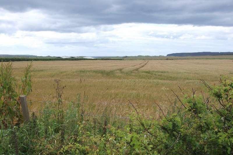 tanaman jelai di Greenland Hilir