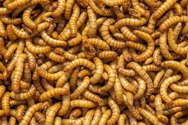 5 Peluang Bisnis Budidaya yang Bisa Memanfaatkan Limbah sebagai Pakan