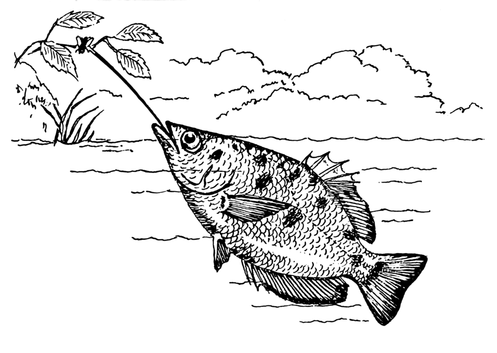ilustrasi ikan pemanah