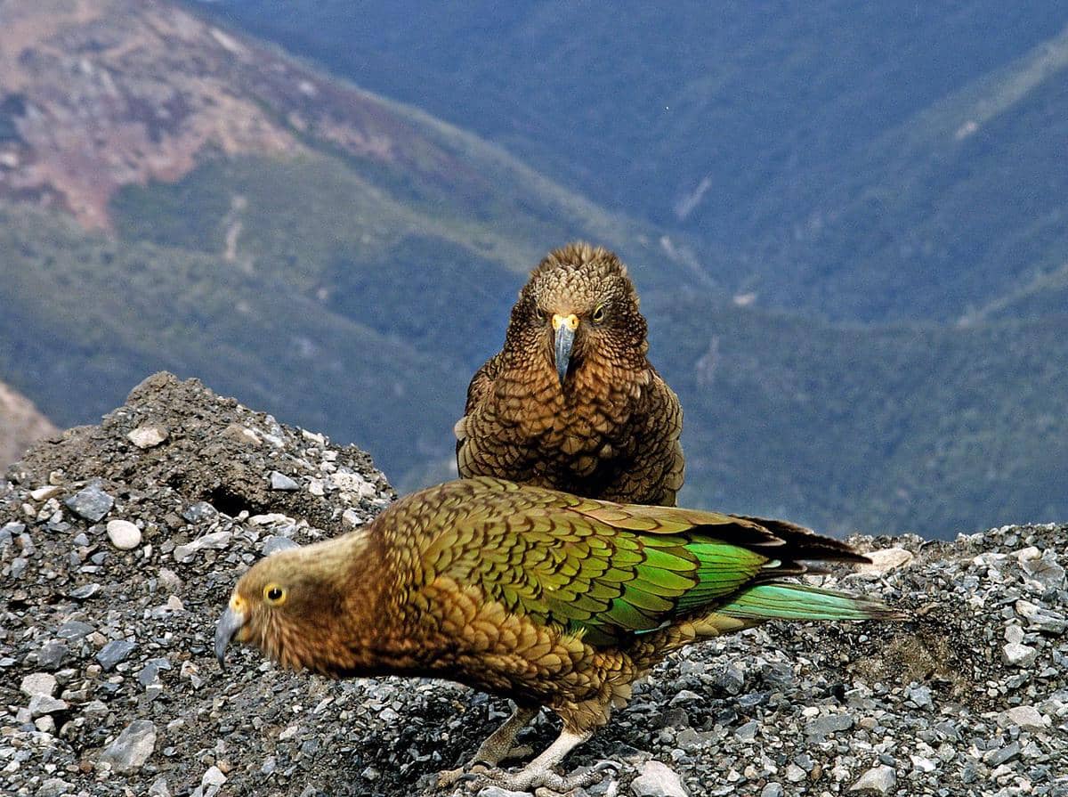 burung kea