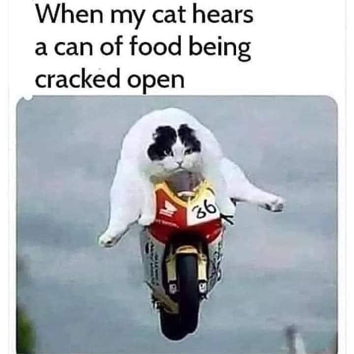 meme kucing tentang makanan kaleng