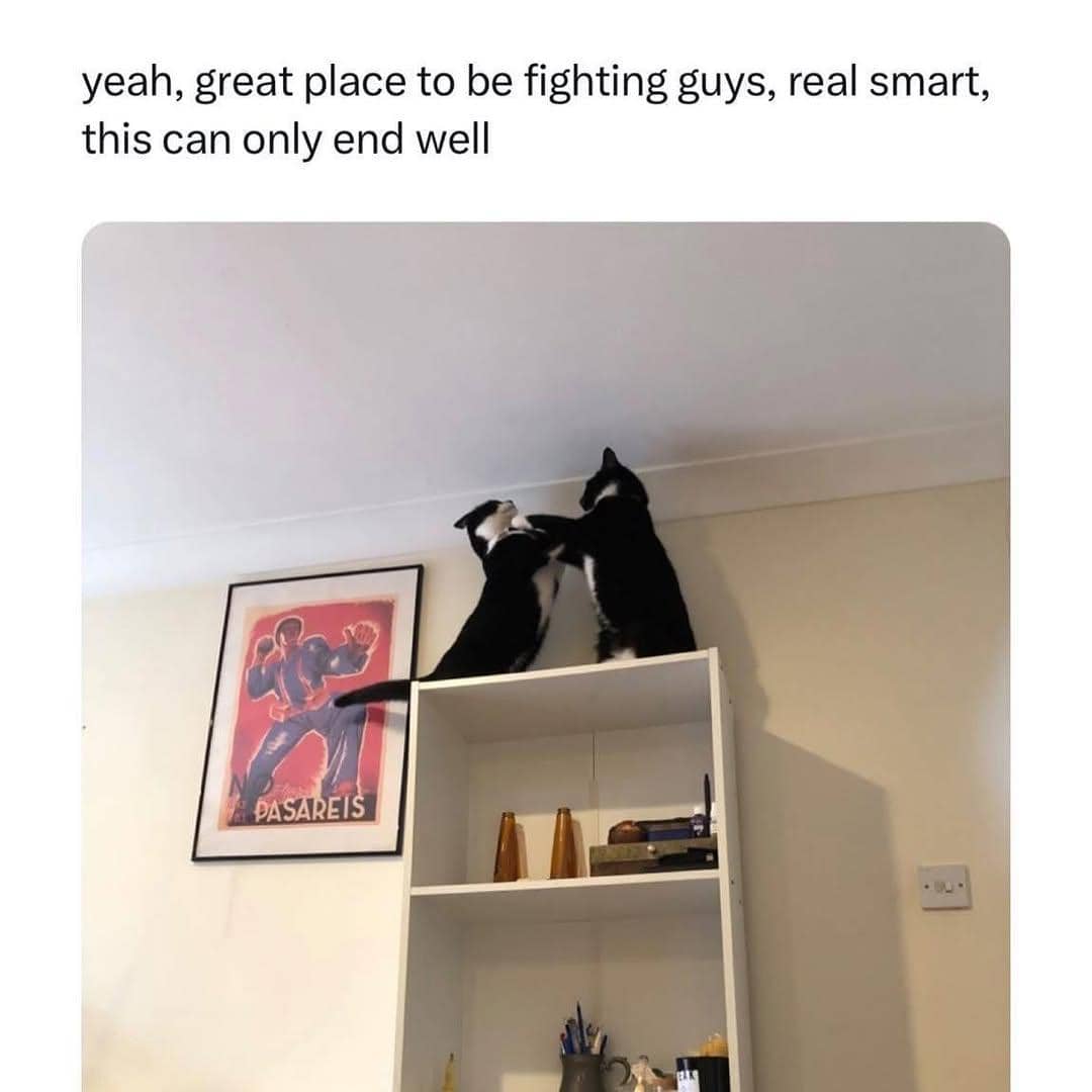 meme kucing berantem