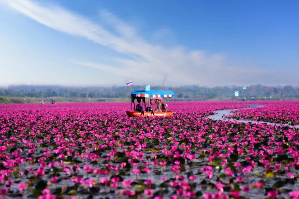 potret Red Lotus Sea