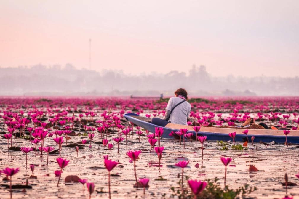 potret Red Lotus Sea