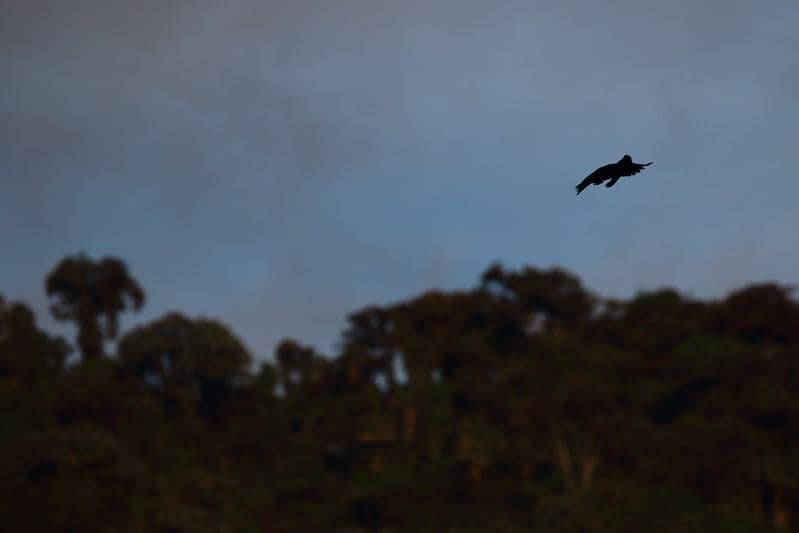 Burung payung bergelambir panjang terbang.