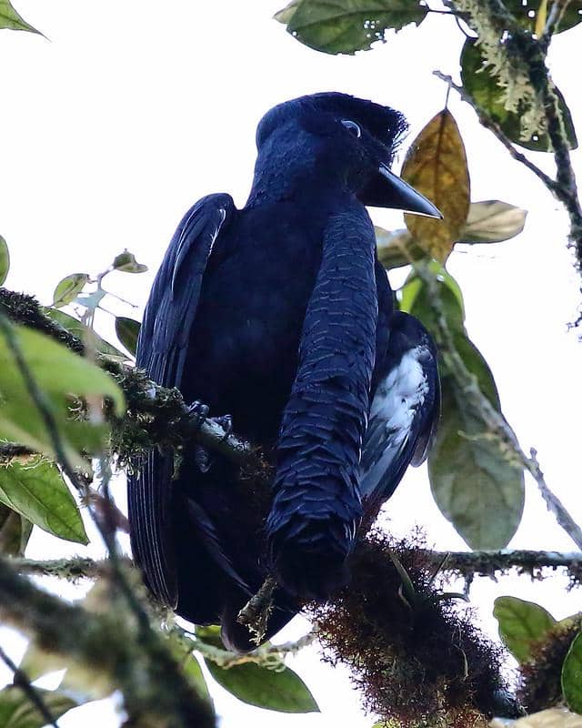 Burung payung bergelambir panjang jantan (Cephalopterus penduliger). 