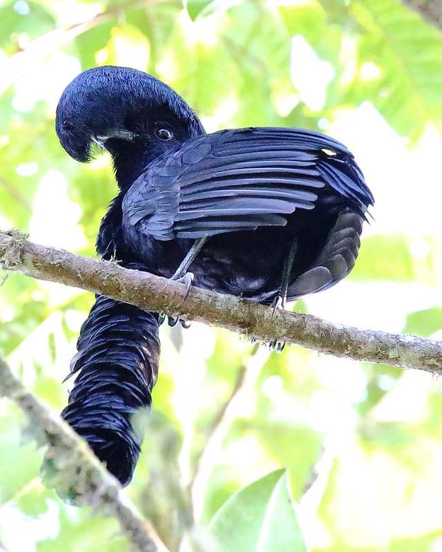 Burung payung bergelambir panjang jantan (Cephalopterus penduliger). 