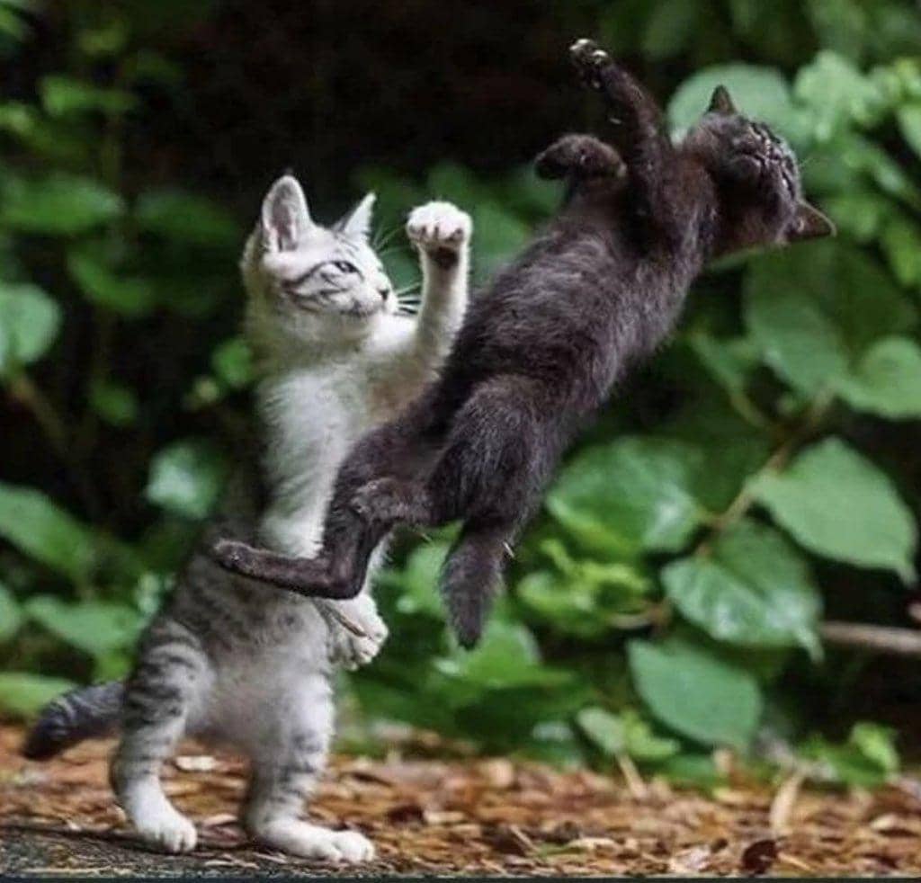 meme kucing berantem