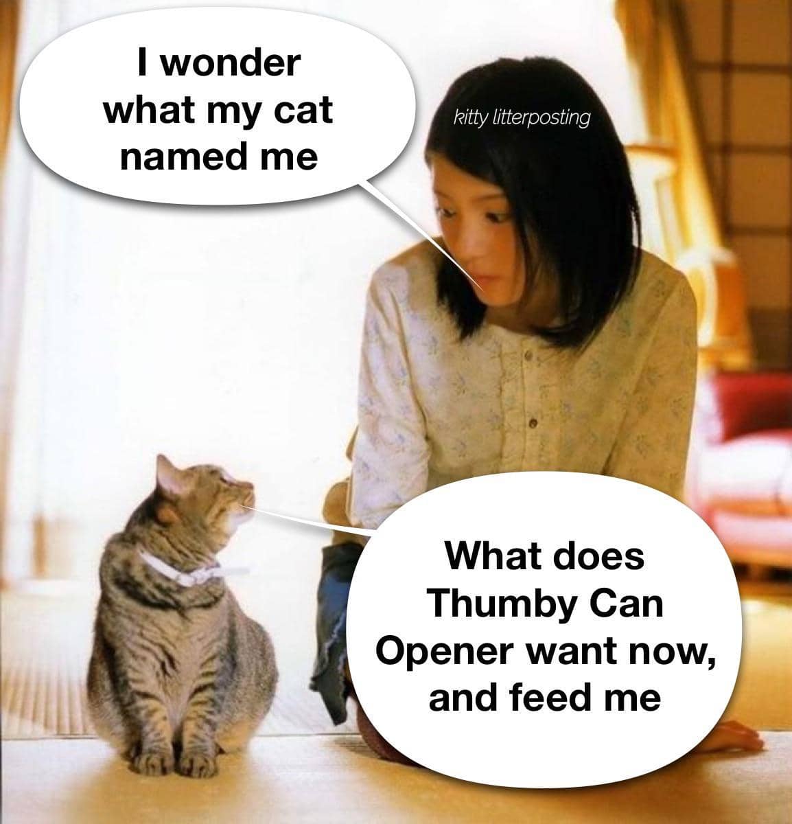 meme kucing tentang makanan kaleng