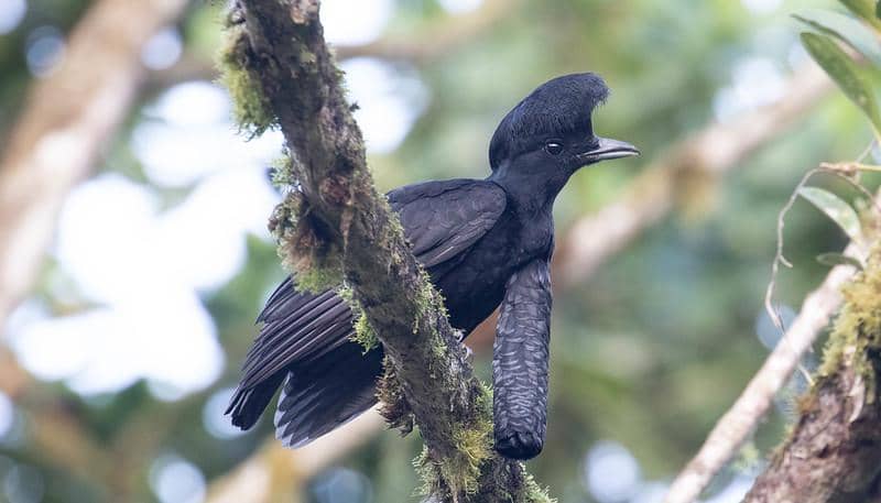 Burung payung bergelambir panjang jantan (Cephalopterus penduliger). 