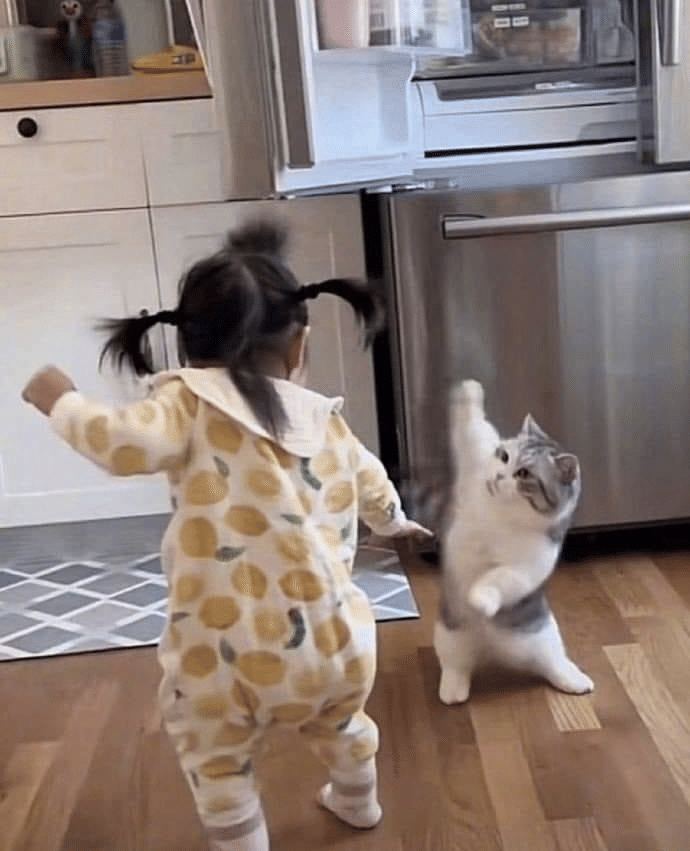 meme kucing berantem