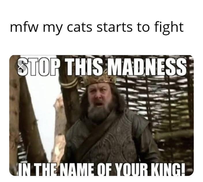 meme kucing berantem