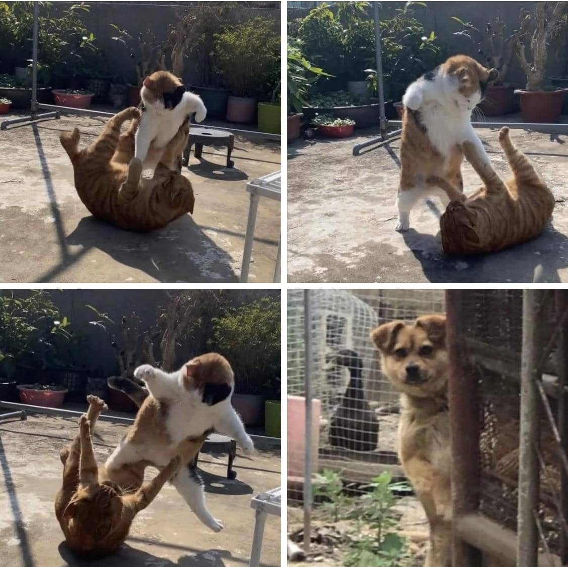 meme kucing berantem