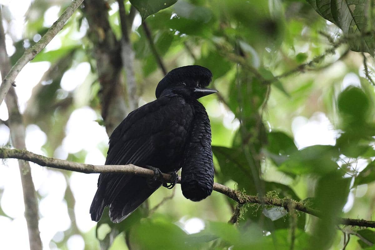 Burung payung bergelambir panjang jantan (Cephalopterus penduliger). 