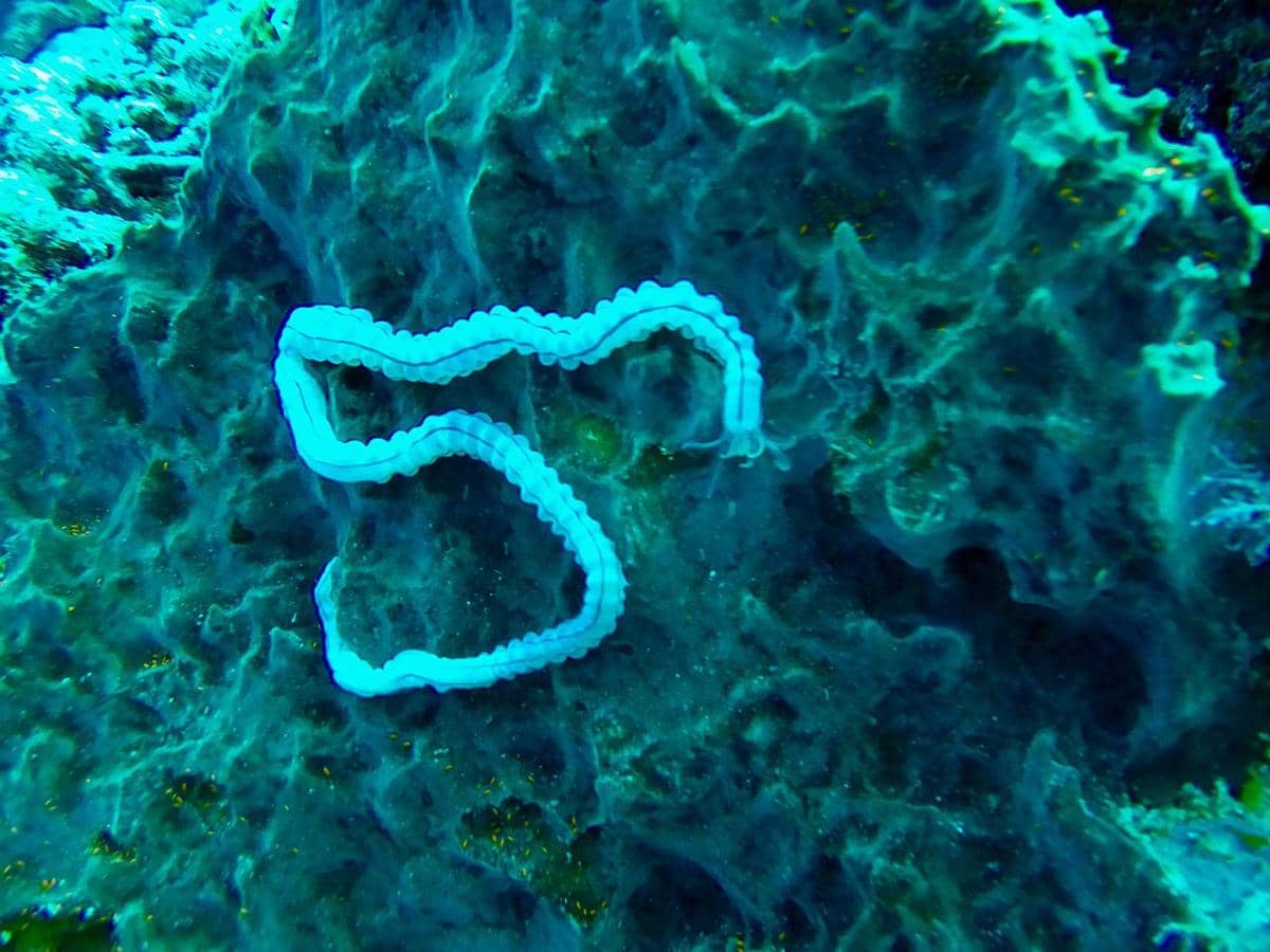 ilustrasi hewan dengan darah berwarna hijau