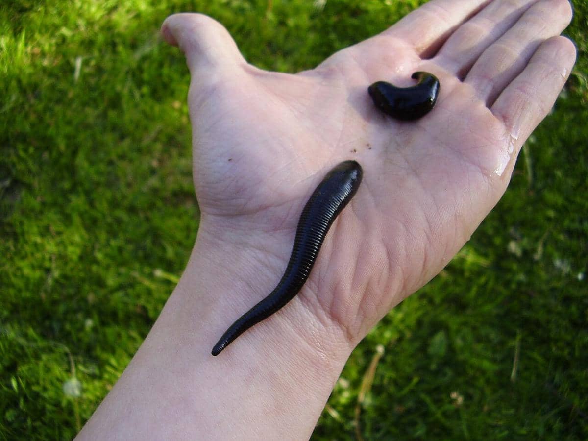 ilustrasi hewan dengan darah berwarna hijau