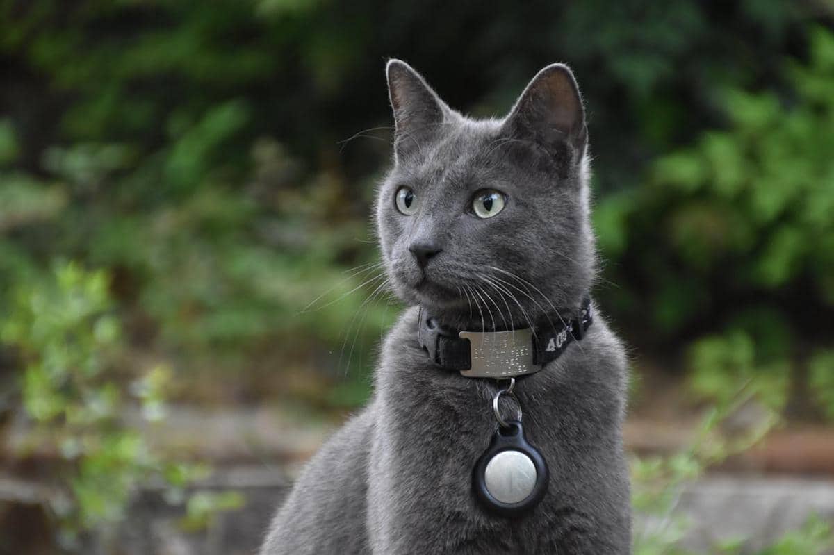 ilustrasi kucing Russian blue