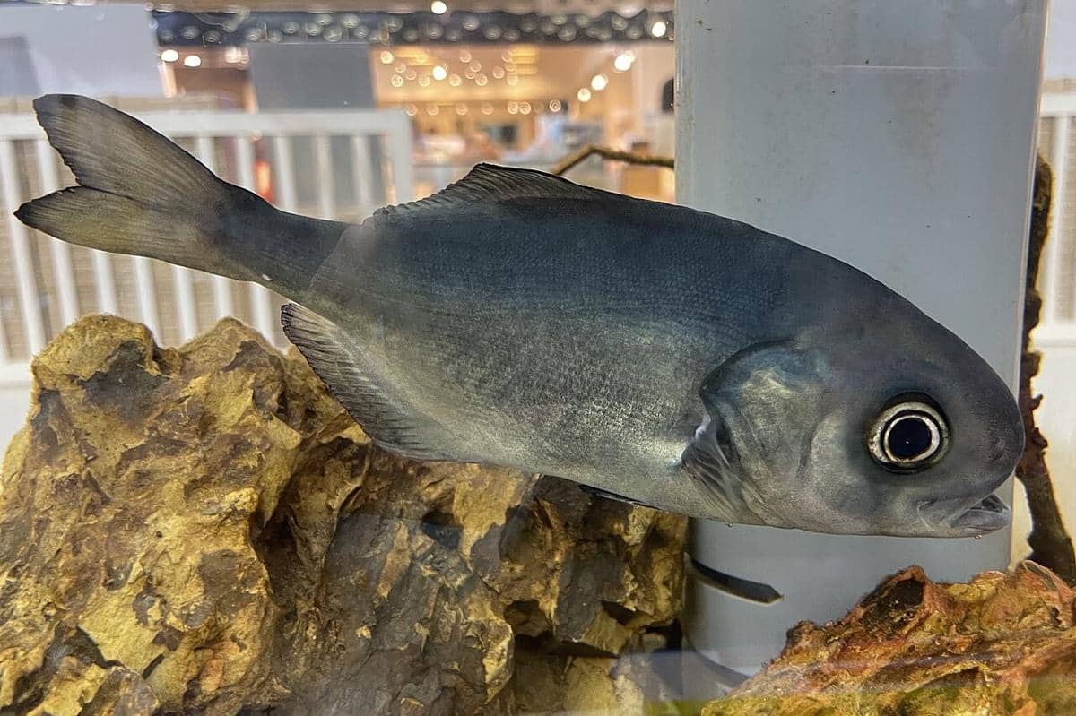 ikan medai atau Pacific Barrelfish