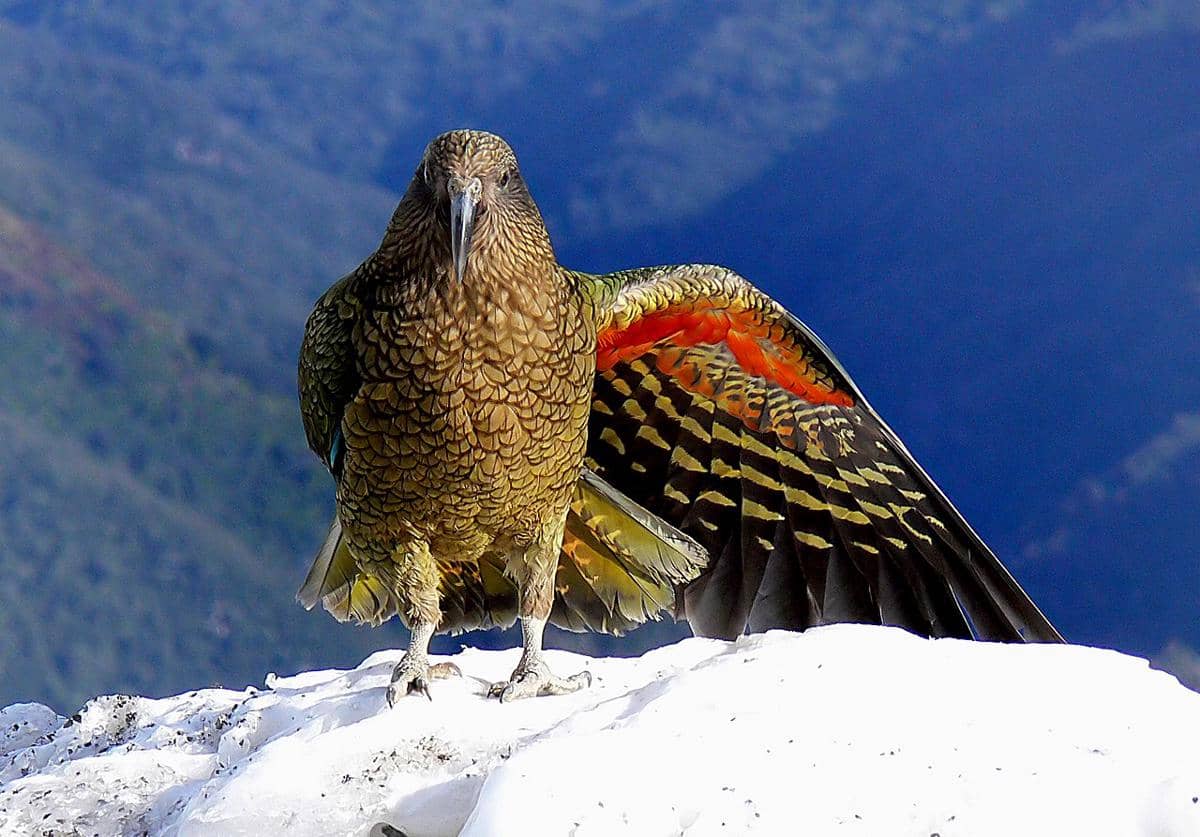 burung kea
