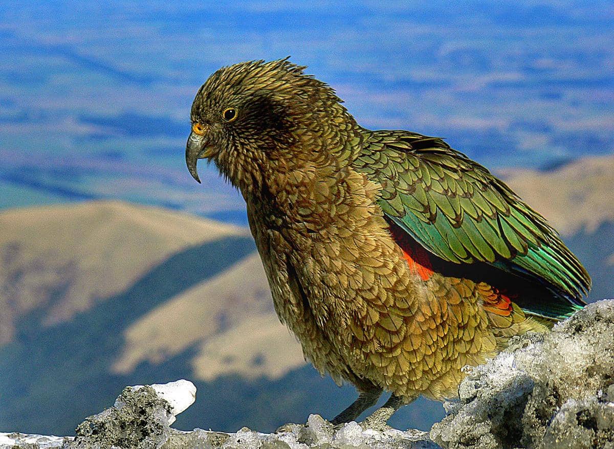 burung kea