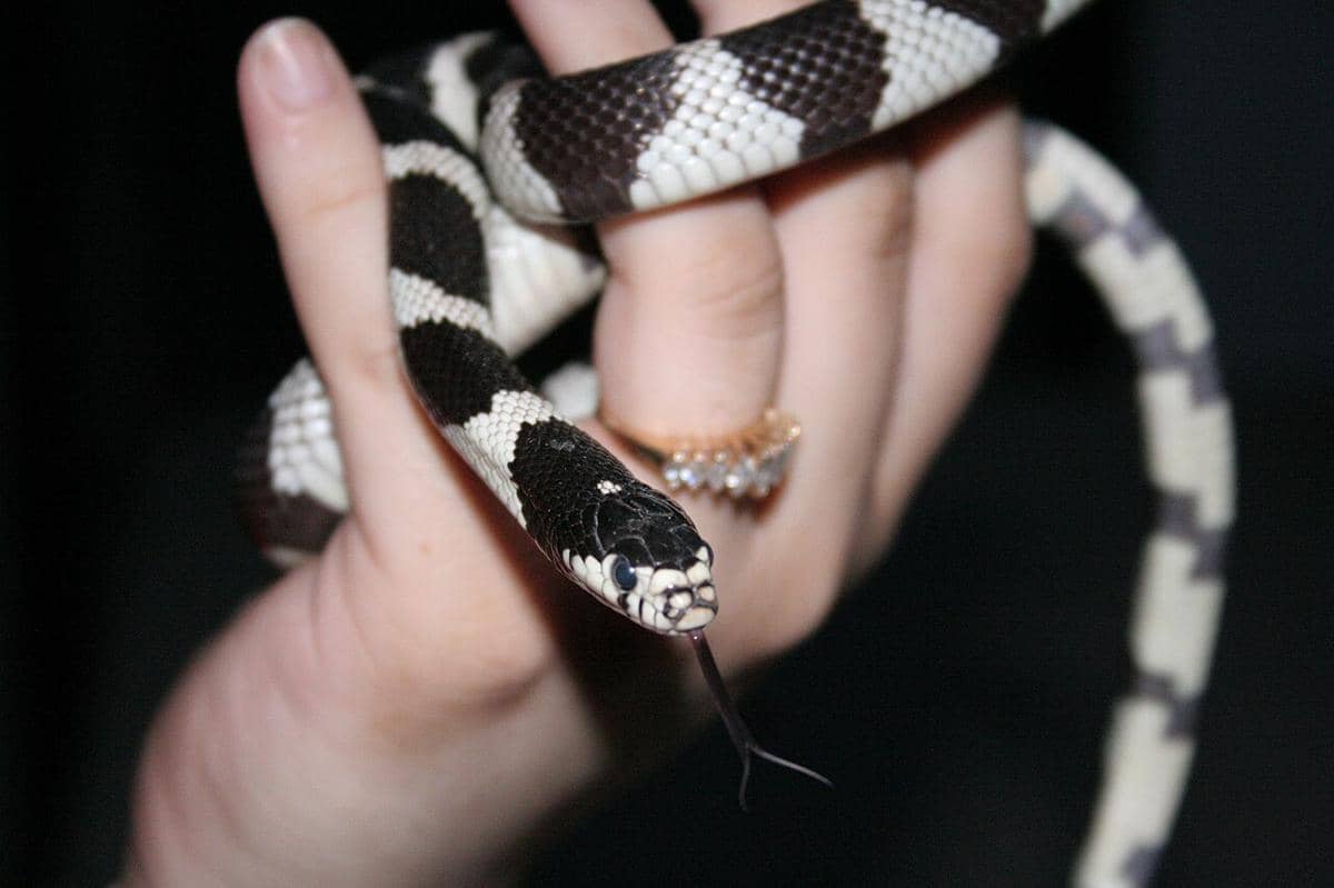 ilustrasi lidah reptil