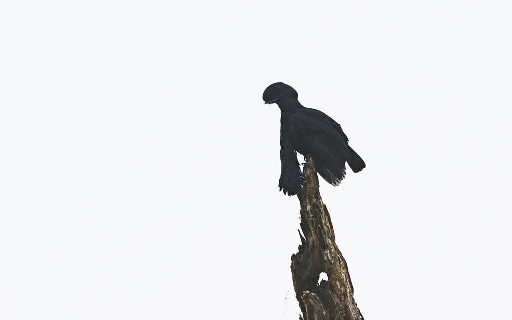 Burung payung bergelambir panjang bertengger di dahan pohon.