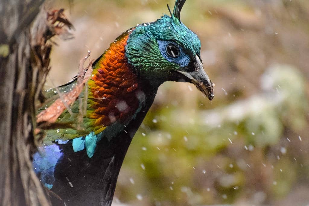foto Lophophorus impejanus