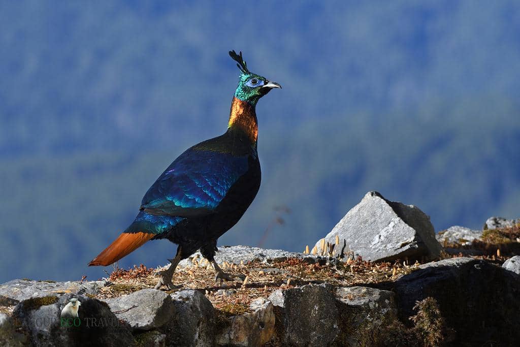 foto Lophophorus impejanus