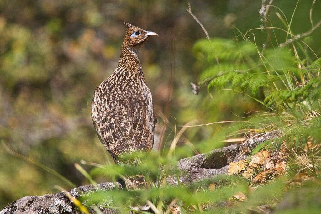 foto Lophophorus impejanus