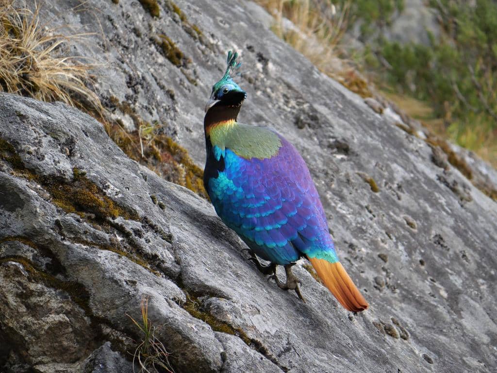 foto Lophophorus impejanus