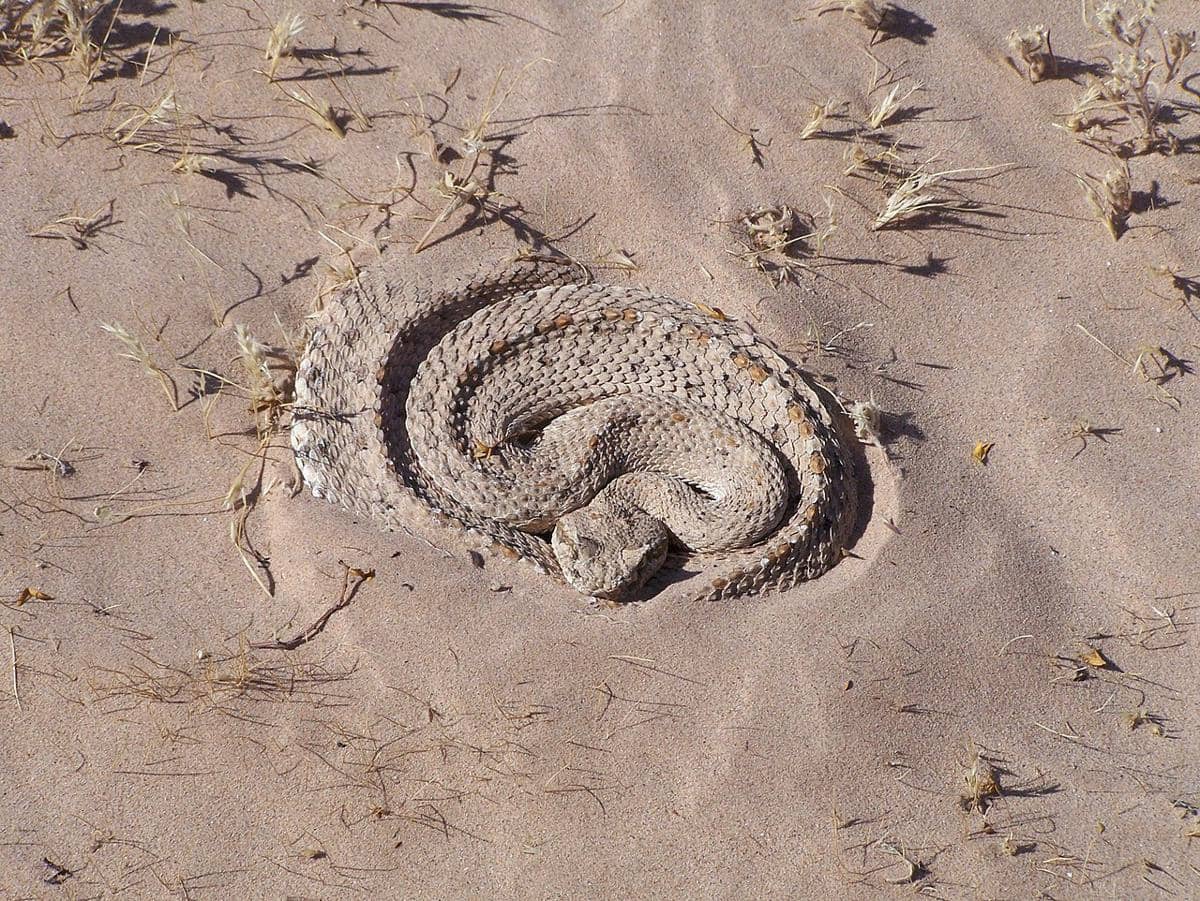 Ular gurun