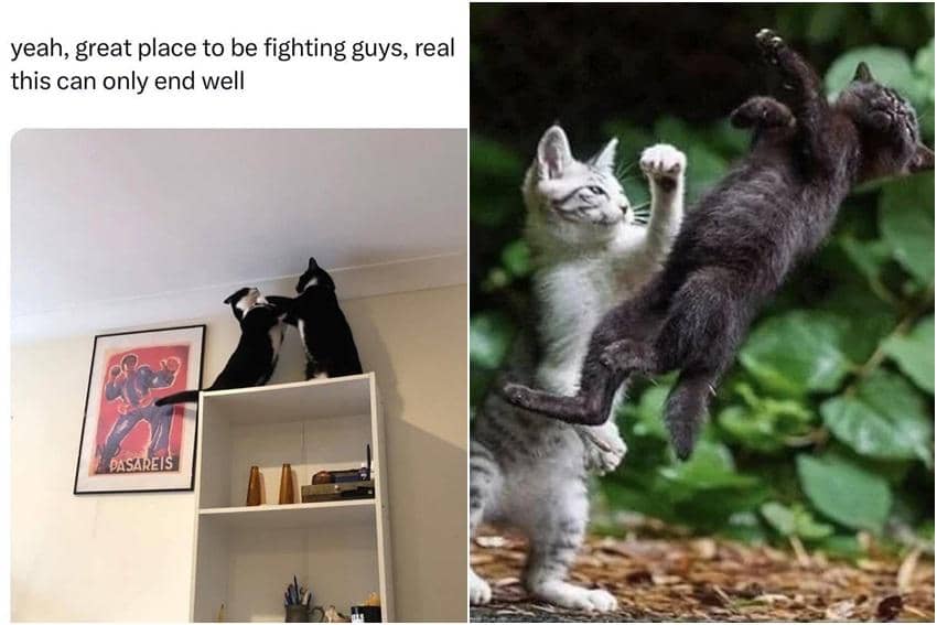 kolase meme kucing berantem